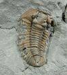 One Inch Flexicalymene Trilobite #229-1